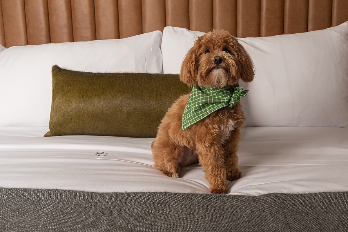 pet friendly hotel rooms in menlo park near silicon valley