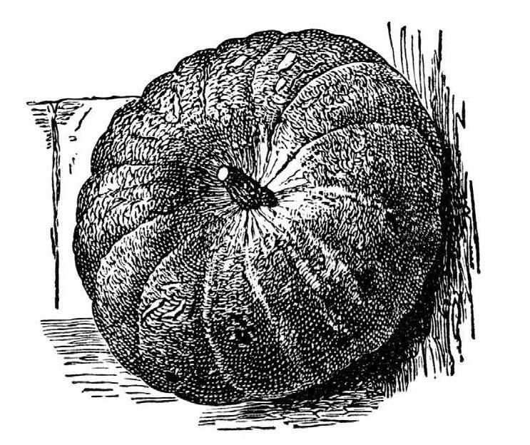thanksgiving pumpkin